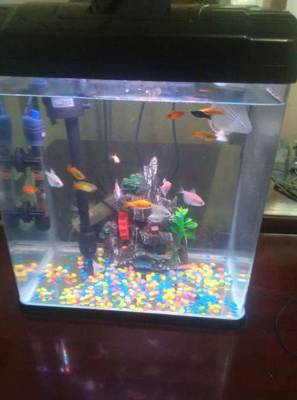 太原寵物市場觀察 99成新魚缸標價230元，折射二手寵物用品新趨勢